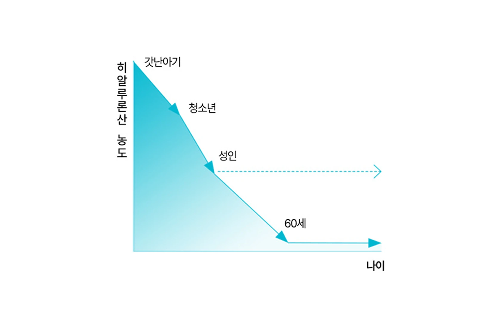 노화에 따른 히알루론산 농도 변화