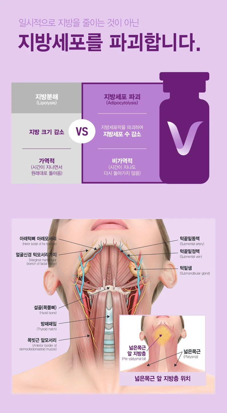 브이올렛 턱밑 지방층 해부학 설명