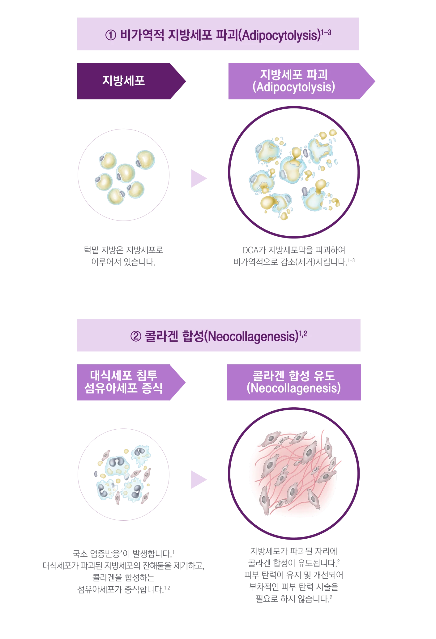 DCA 지방세포 파괴와 콜라겐 합성 과정