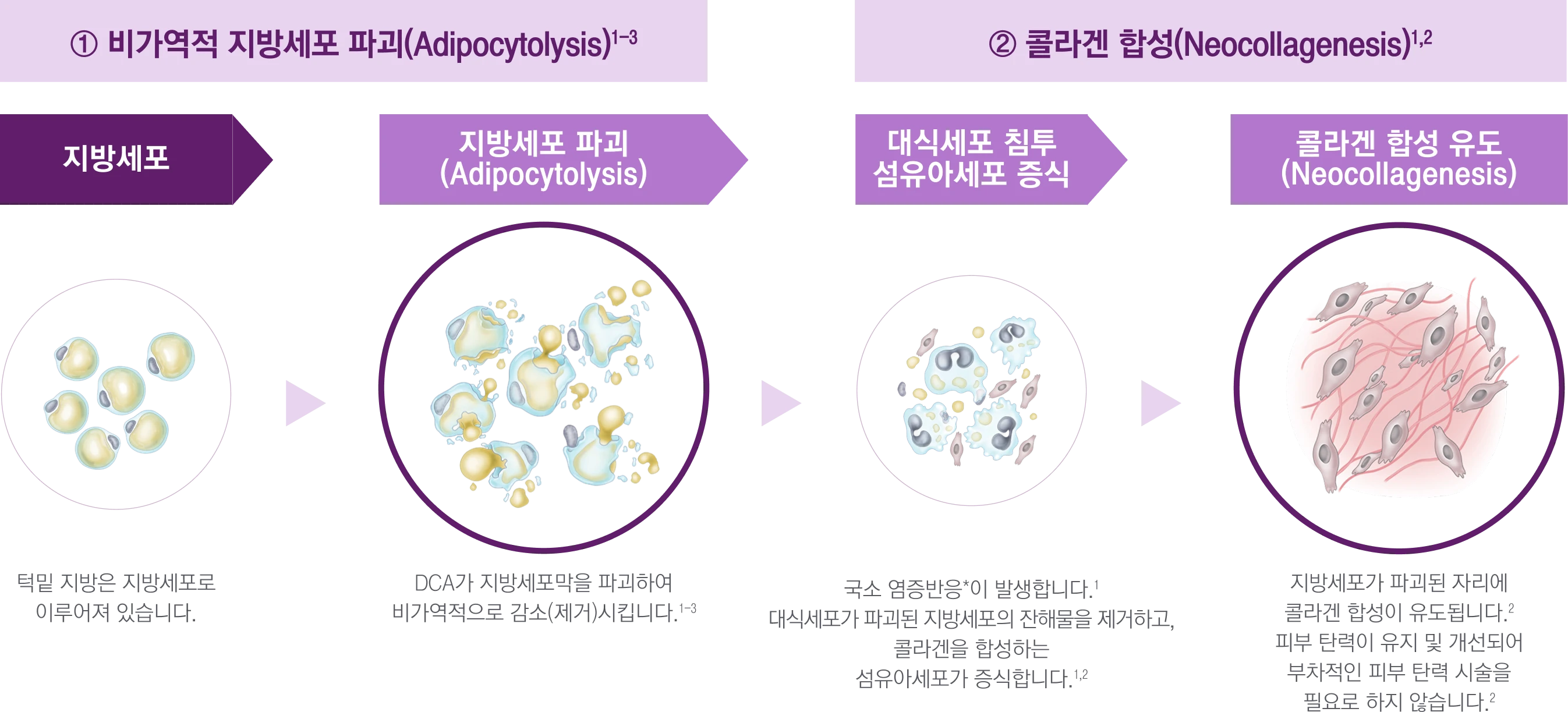 DCA 지방세포 파괴와 콜라겐 합성 과정